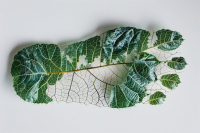 Najava dogodka: Razogljičenje in uravnoteženje slovenskega turizma – zelena butičnost z manjšim odtisom, spletni dogodek, 25. 9. 2024